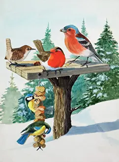 Robbin: Birds on a bird table