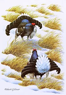 Grouse: BIRDS/BLACK GROUSE