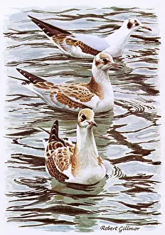 Gulls: BIRDS/BLACK-HEADED GULLS