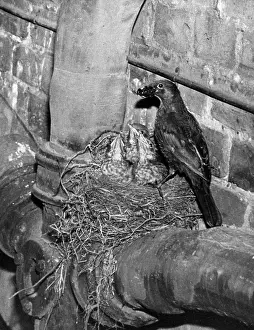 Drainpipe: BIRDS/BLACKBIRD