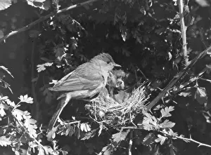 Blackcap: BIRDS/BLACKCAP WARBLER