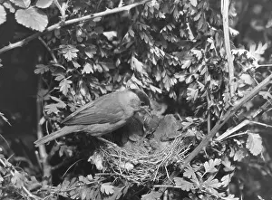Blackcap: BIRDS/BLACKCAP WARBLER