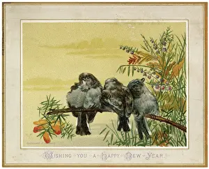 Huddle: BIRDS ON A BOUGH