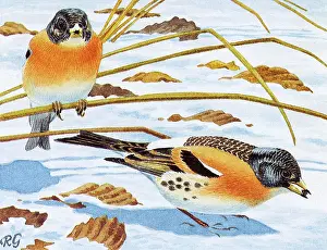 Fringilla: BIRDS/BRAMBLING