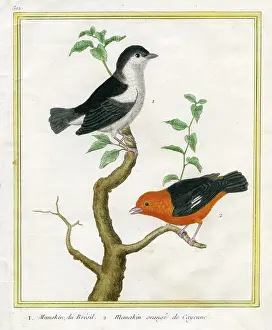 Cayenne: Two Birds on a branch
