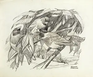 Sheppard: Three birds on a branch