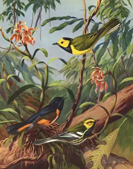 Alois: Three Birds on Branches