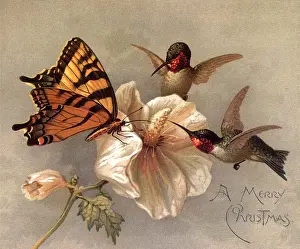 Anthropods: Birds and Butterfly