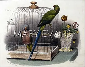 Budgerigars: BIRDS/CAGES