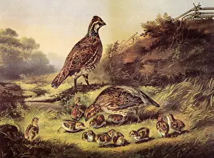 Surrounds: Birds and Chicks