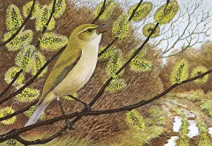 Chiffchaff: BIRDS/CHIFFCHAFF