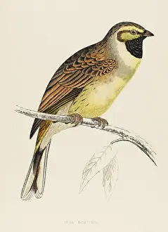 Emberiza: BIRDS/CIRL BUNTING