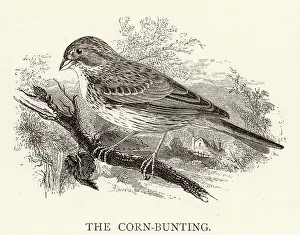 Kindly: BIRDS/CORN BUNTING