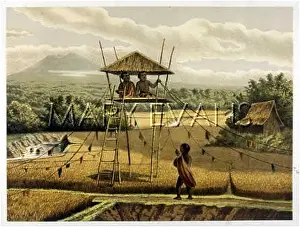 Discouraging: BIRDS AND CROPS, JAVA