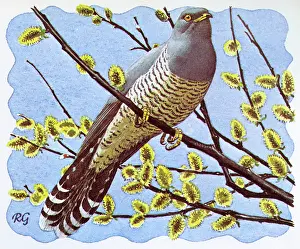 Buds: BIRDS/CUCKOO/GILLMOR