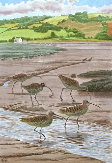 BIRDS/CURLEW