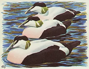 Drakes: BIRDS/DUCKS/EIDER DUCK