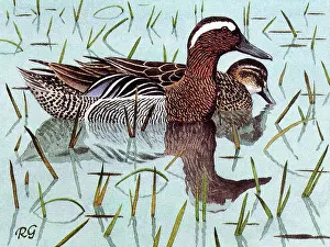 Anas: BIRDS/DUCKS/GARGANEY