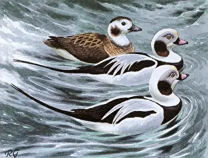 Hyemalis: BIRDS/DUCKS/LONG-TAILED