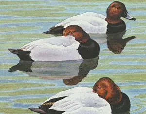 Fuligula: BIRDS/DUCKS/POCHARD