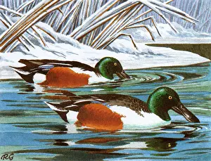 Shoveler: BIRDS/DUCKS/SHOVELERS
