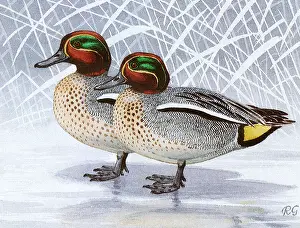 Teal: BIRDS/DUCKS/TEAL