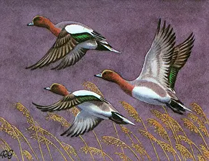 Anas: BIRDS/DUCKS/WIGEON