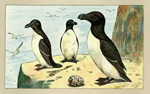 Ledge: Three birds with an egg