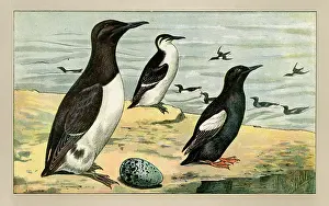 Ledge: Three birds with an egg