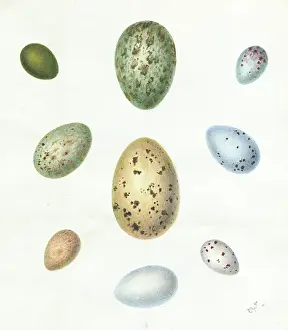 Rook: Nine Birds Eggs
