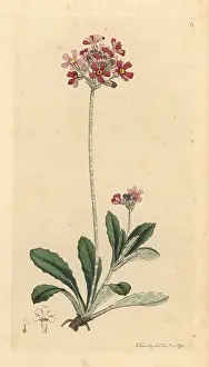 Farinosa: Bird's-eye primrose, Primula farinosa