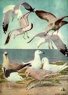 Agassiz: Birds and Fish