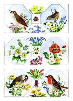 Ockenden: Birds, Flowers and Insects