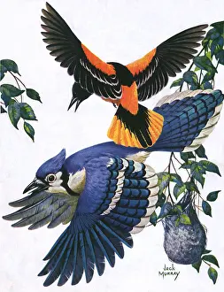Oriole: Two Birds Flying