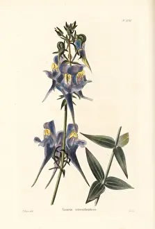 Shotter: Three birds flying, Linaria triornithophora