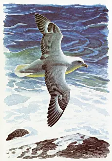 Fulmar: BIRDS/FULMAR IN FLIGHT