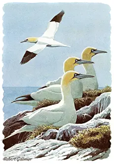 Gannets: BIRDS/GANNETS ON ROCKS