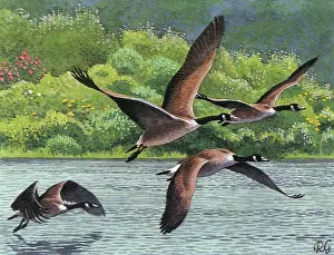 Canadensis: BIRDS/GEESE/CANADA GEESE