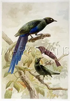 Starlings: BIRDS/GLOSSY STARLINGS