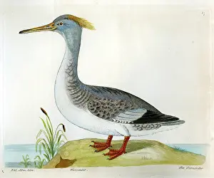 Merganser: Birds - Gooseander - Merganser