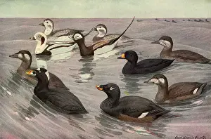 Grouping: Birds on Grey Waves