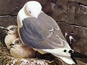 Gulls: BIRDS/GULLS/KITTIWAKE