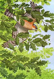Sparrowhawk: BIRDS/HAWKS/SPARROWHAWK