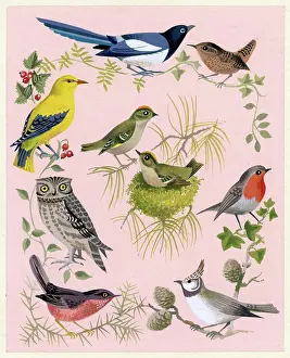 Magpie: Nine birds including goldcrests in the centre