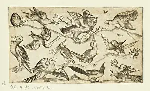 Solis: Eleven birds and two insects on minimal ground with owl