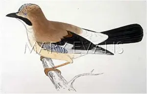 Garrulus: BIRDS/JAY/MORRIS