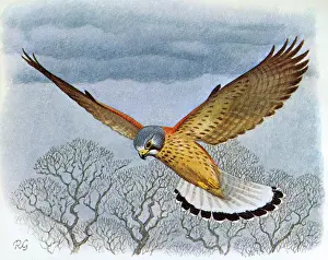 Kestrel: BIRDS/KESTREL