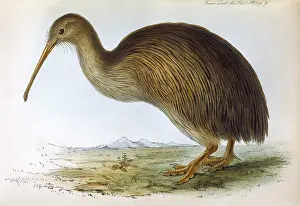 Apteryx: BIRDS/KIWI (GOULD)