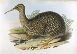 Apteryx: BIRDS/KIWI (RICHTER)