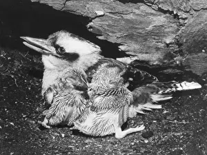 Kookaburra: BIRDS/KOOKABURRA
